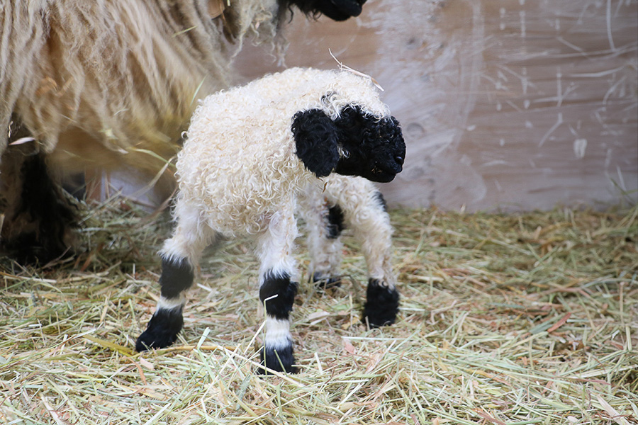 ローザンベリー多和田で“世界一かわいい羊”ヴァレーブラックノーズ