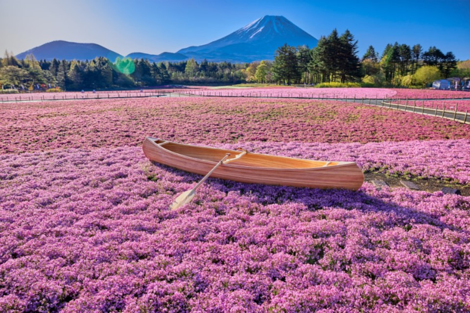 春の絶景「富士芝桜まつり」4月13日開幕！ 約50万株が咲き誇り、一面