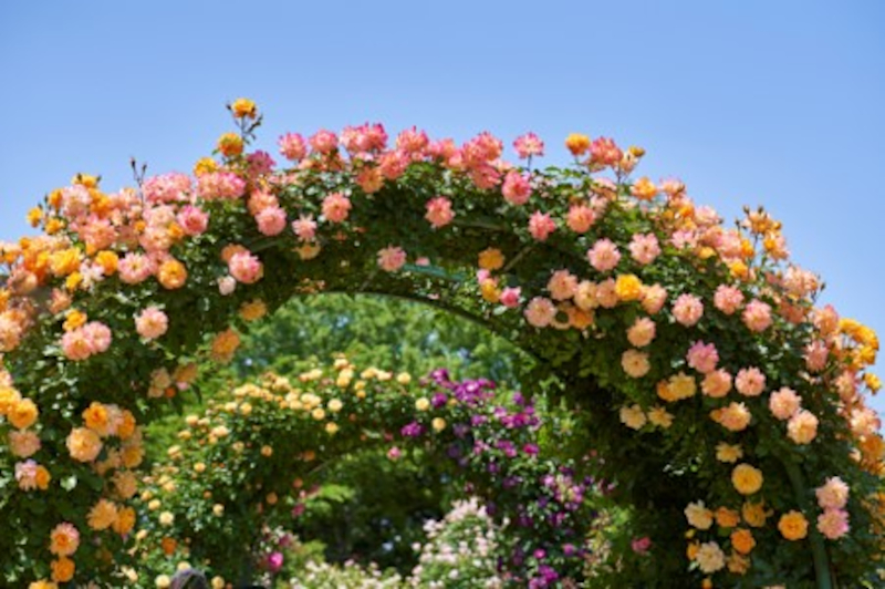 春バラのアーチ