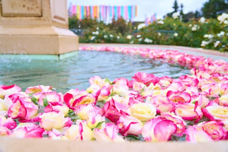 噴水デコレーション「フローティングフラワー」では、数量限定でお花を浮かべる体験もできる