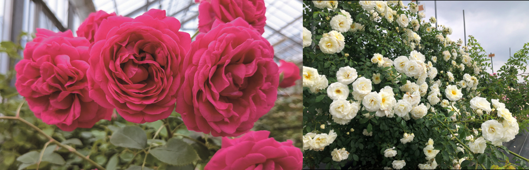 京成バラ園が作出した新品種「紅かさね」「真白」の販売も実施