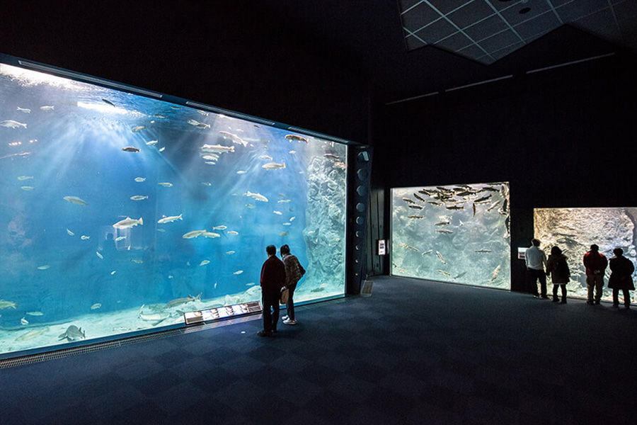 サケのふるさと 千歳水族館