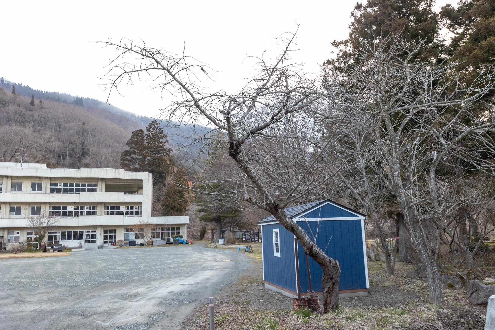 小学校だけに校庭には桜の木もある。5月頃が見頃という