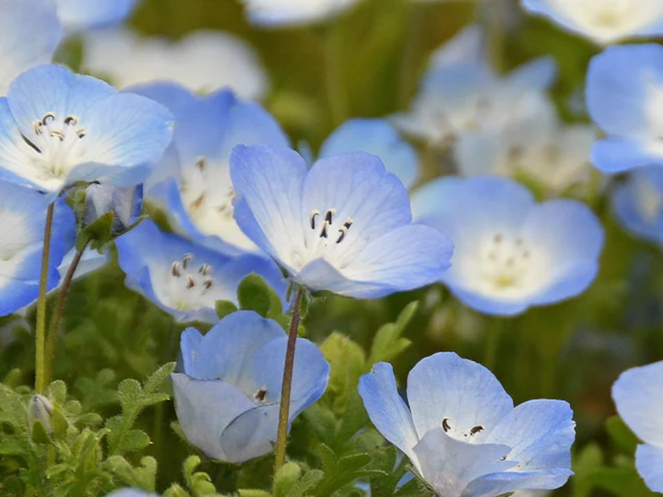 国営ひたち海浜公園のネモフィラが満開。見頃ピークは27日ごろまで続き