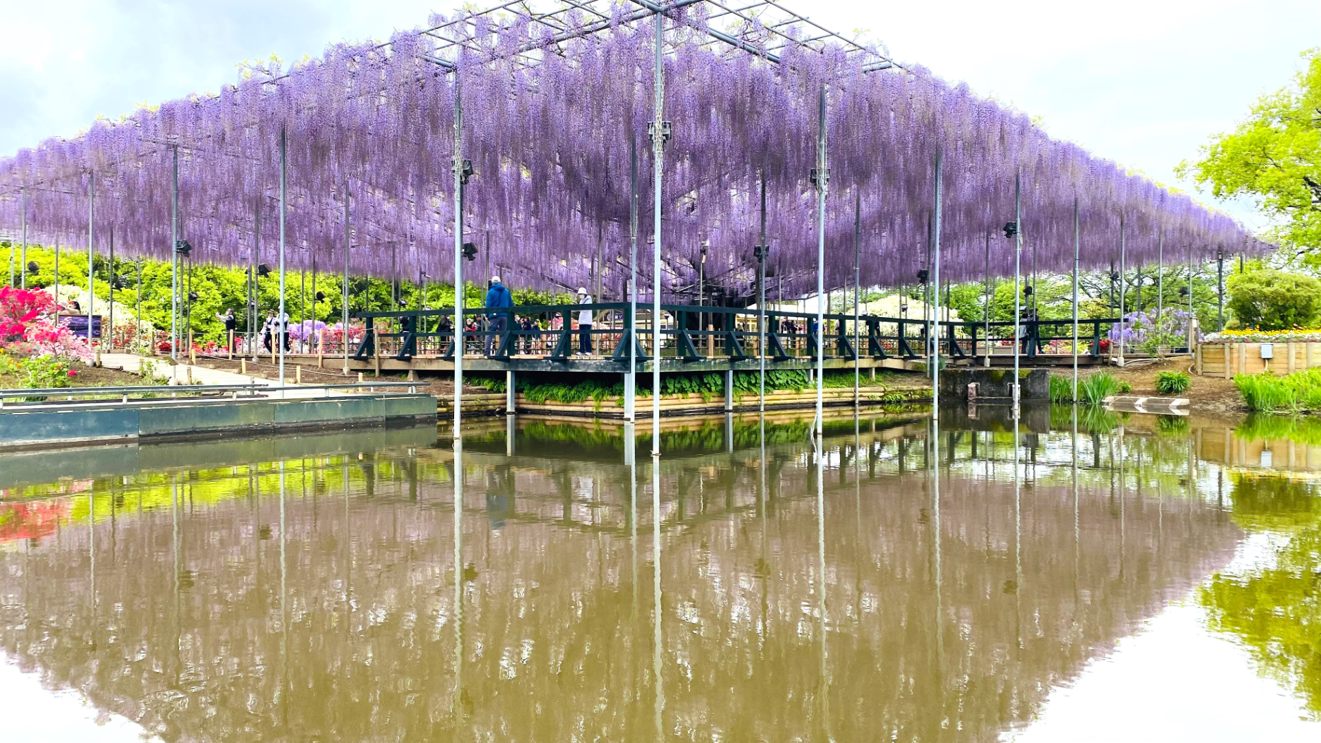 2024年4月23日時点の開花状況