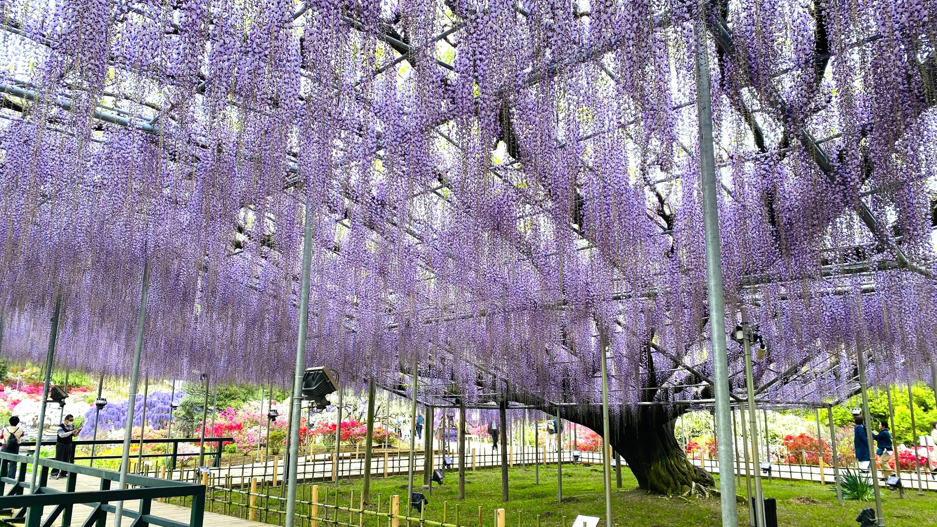 2024年4月23日時点の開花状況