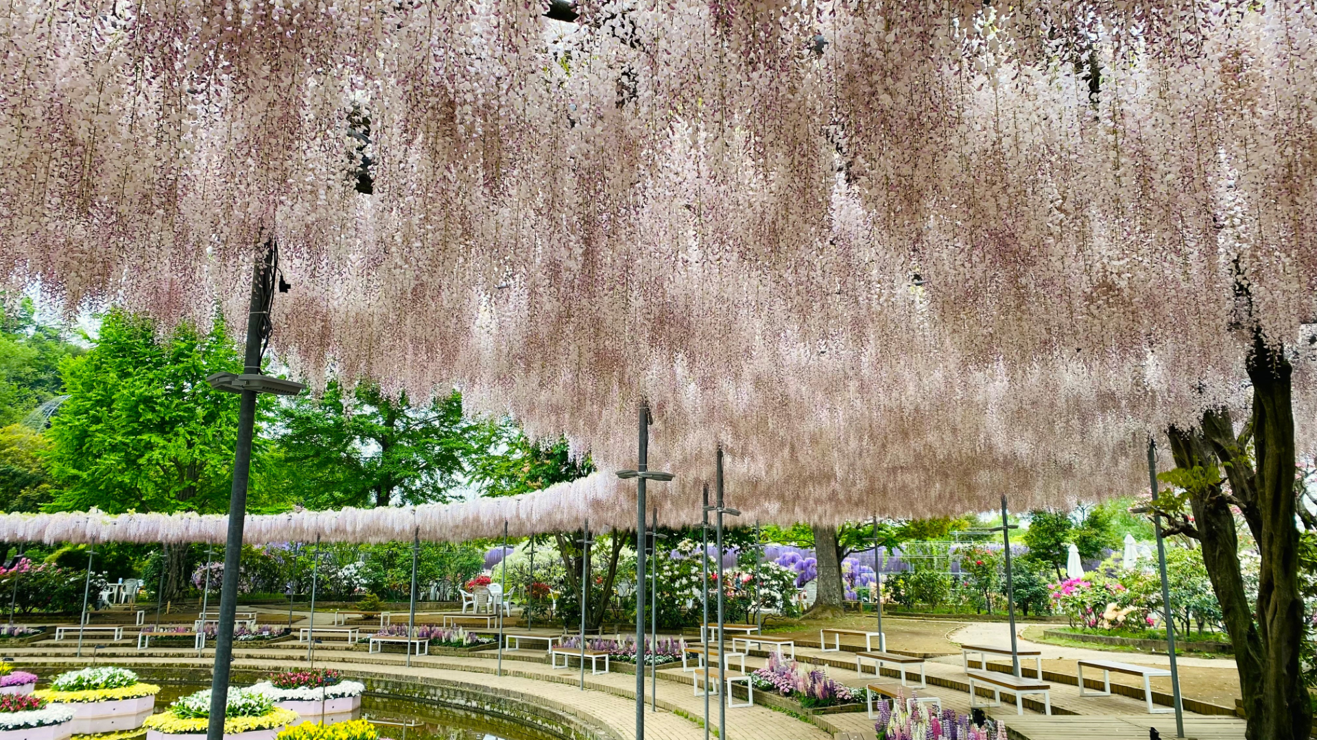 2024年4月23日時点の開花状況