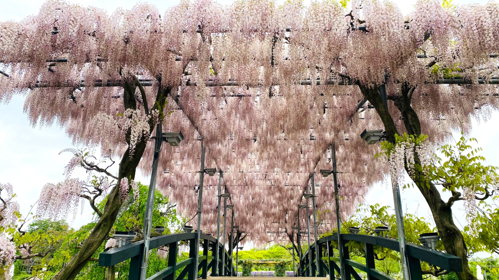 2024年4月23日時点の開花状況