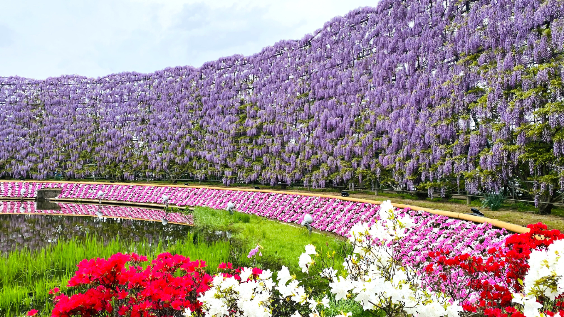 2024年4月23日時点の開花状況