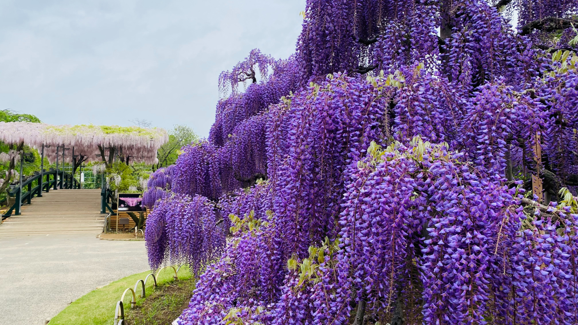 2024年4月23日時点の開花状況