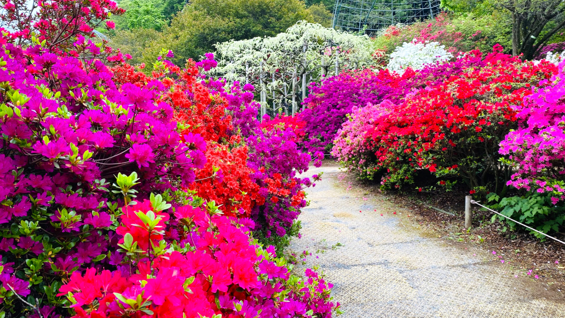 2024年4月23日時点の開花状況