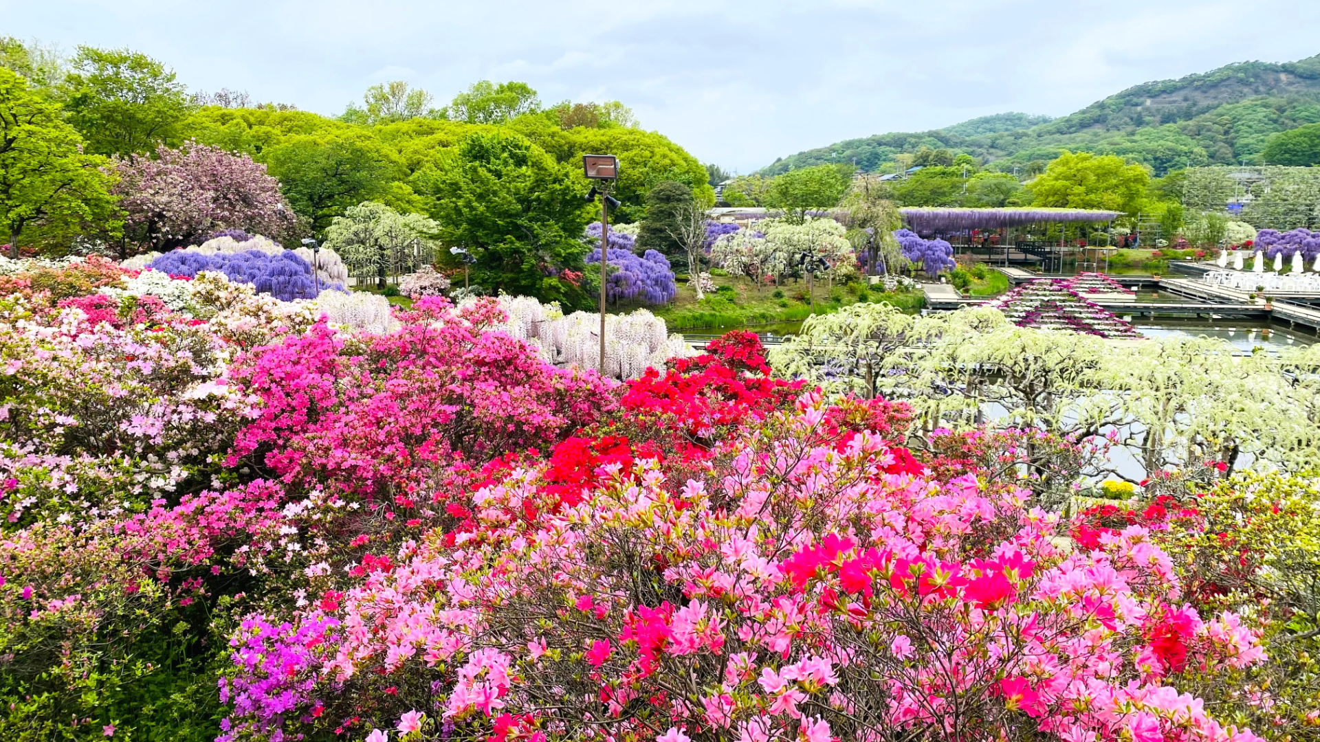 2024年4月23日時点の開花状況