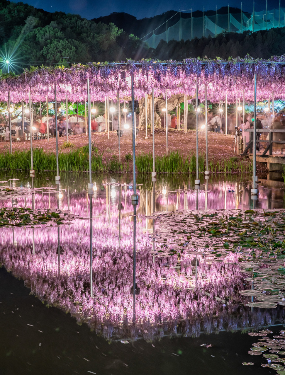 夜はライトアップされた幻想的な藤棚が見られる