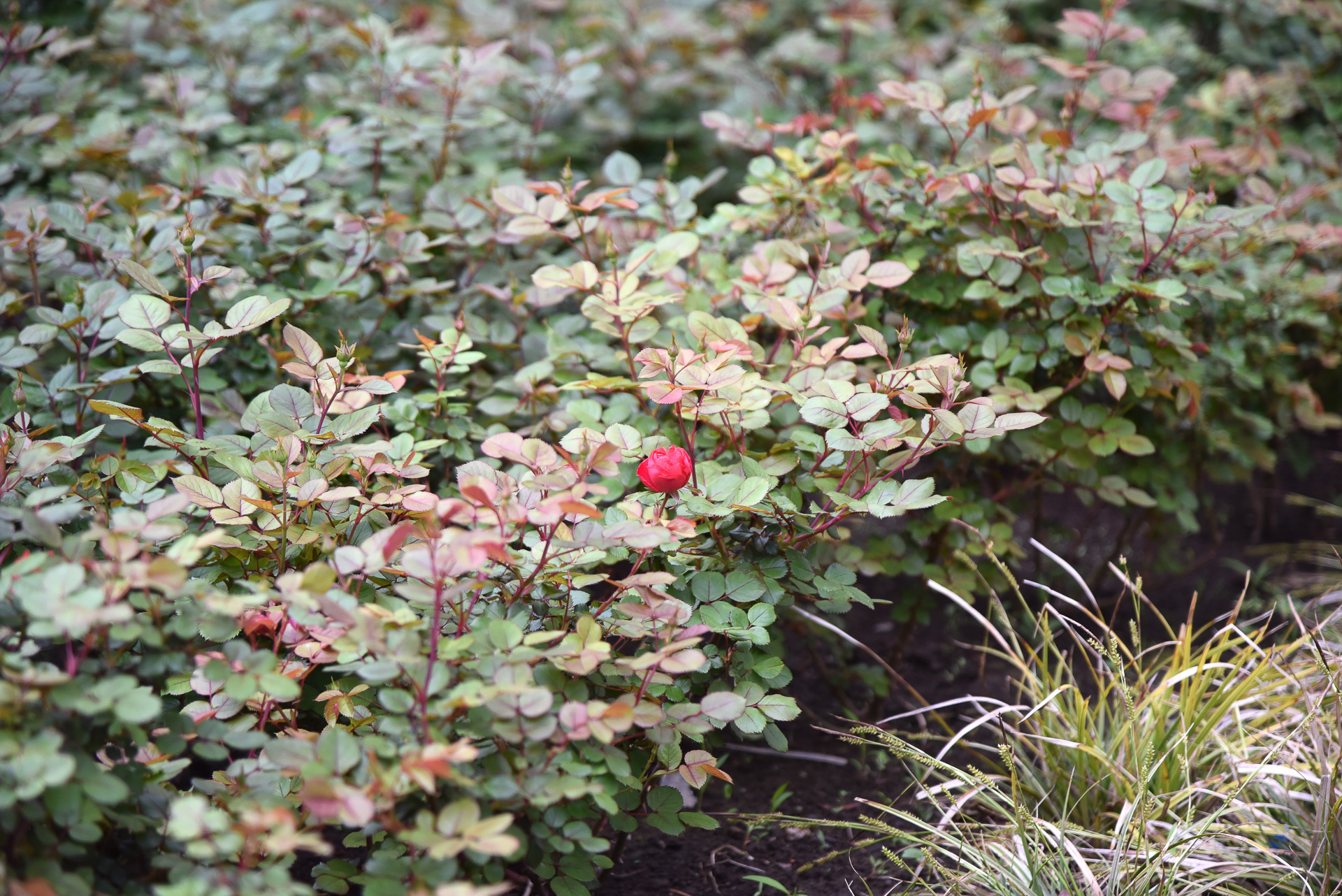 シーズンになると周囲が真っ赤なバラで彩られるそうだ