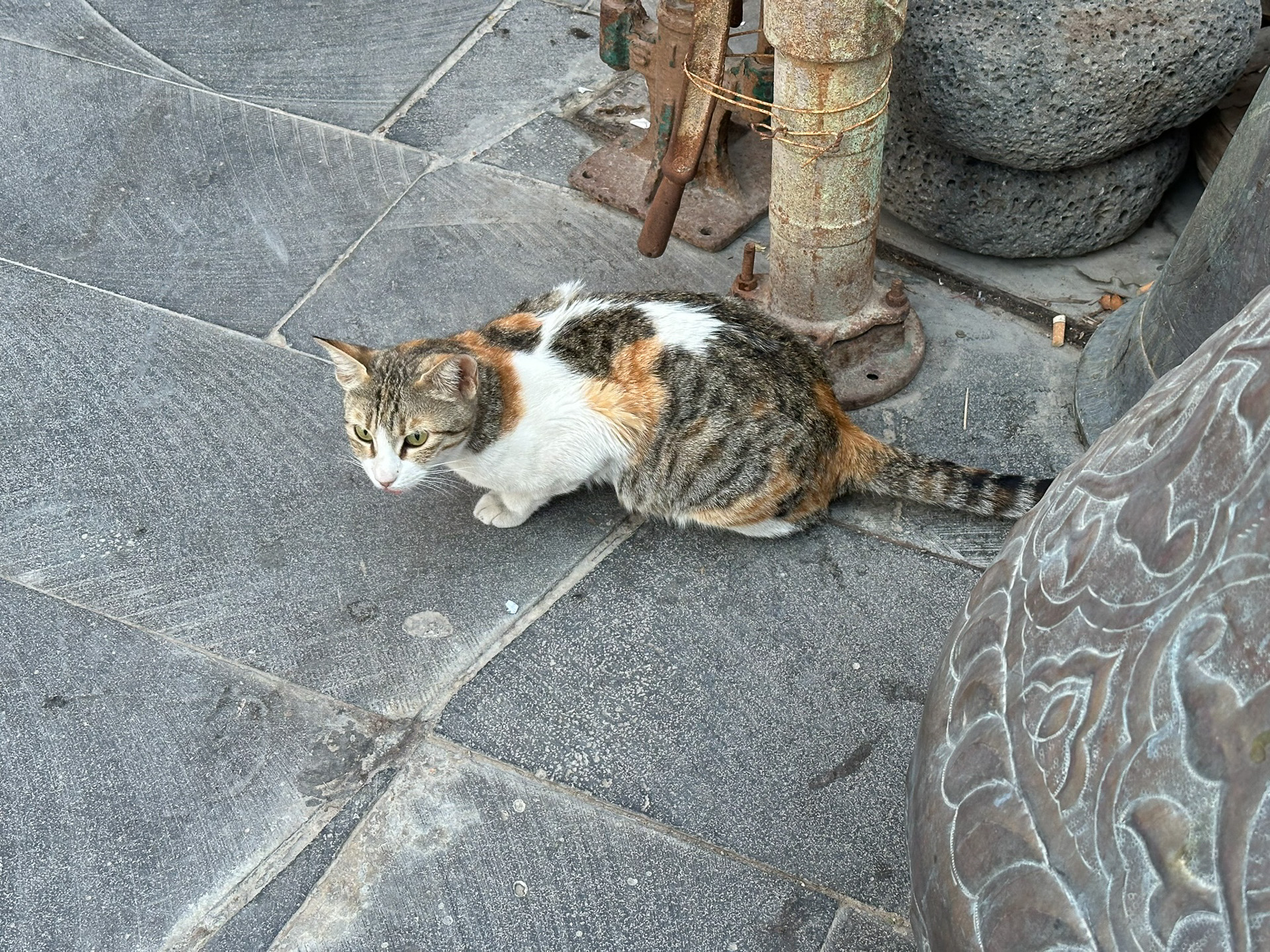 スークでは野良猫がたくさん暮らしている。子育て中の猫のためにベッドを用意しているところも