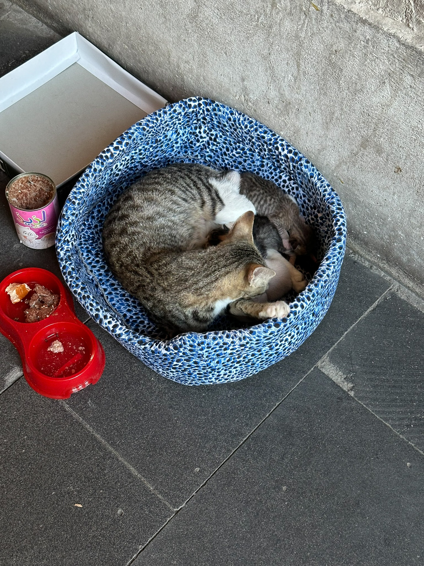 スークでは野良猫がたくさん暮らしている。子育て中の猫のためにベッドを用意しているところも