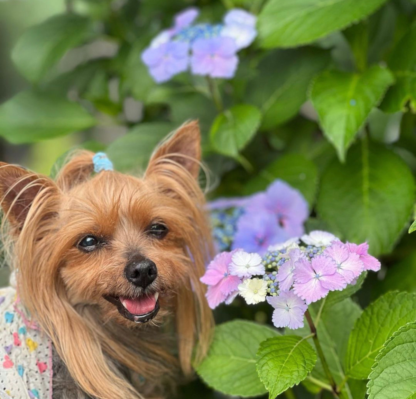 森の散策路は愛犬とのお散歩にもお勧めという