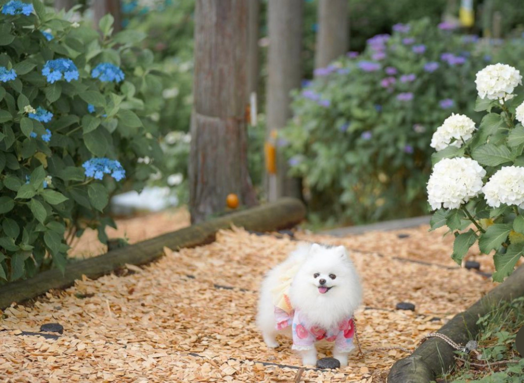 森の散策路は愛犬とのお散歩にもお勧めという