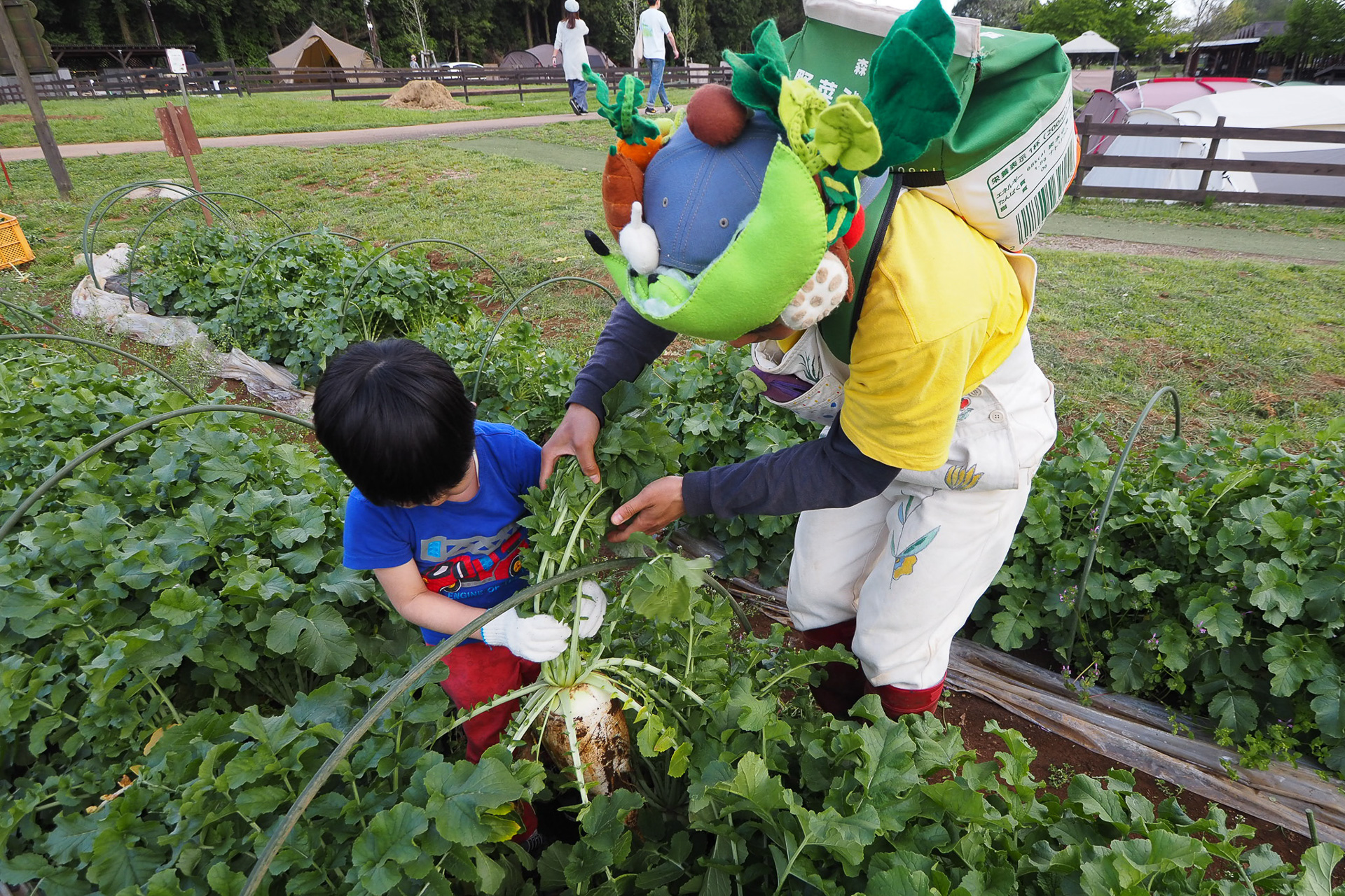子供でも十分に収穫できる