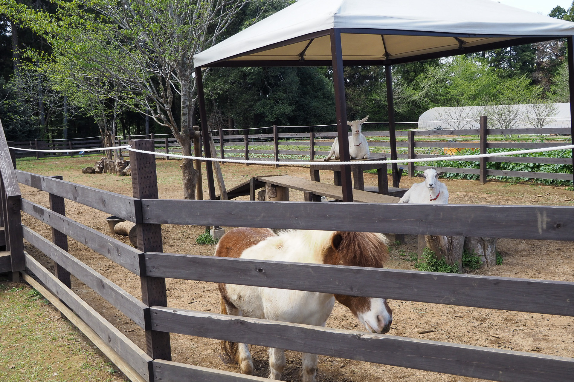 ポニーの「ぽにおくん」をはじめ人懐っこい動物たちがかわいいミニ動物園