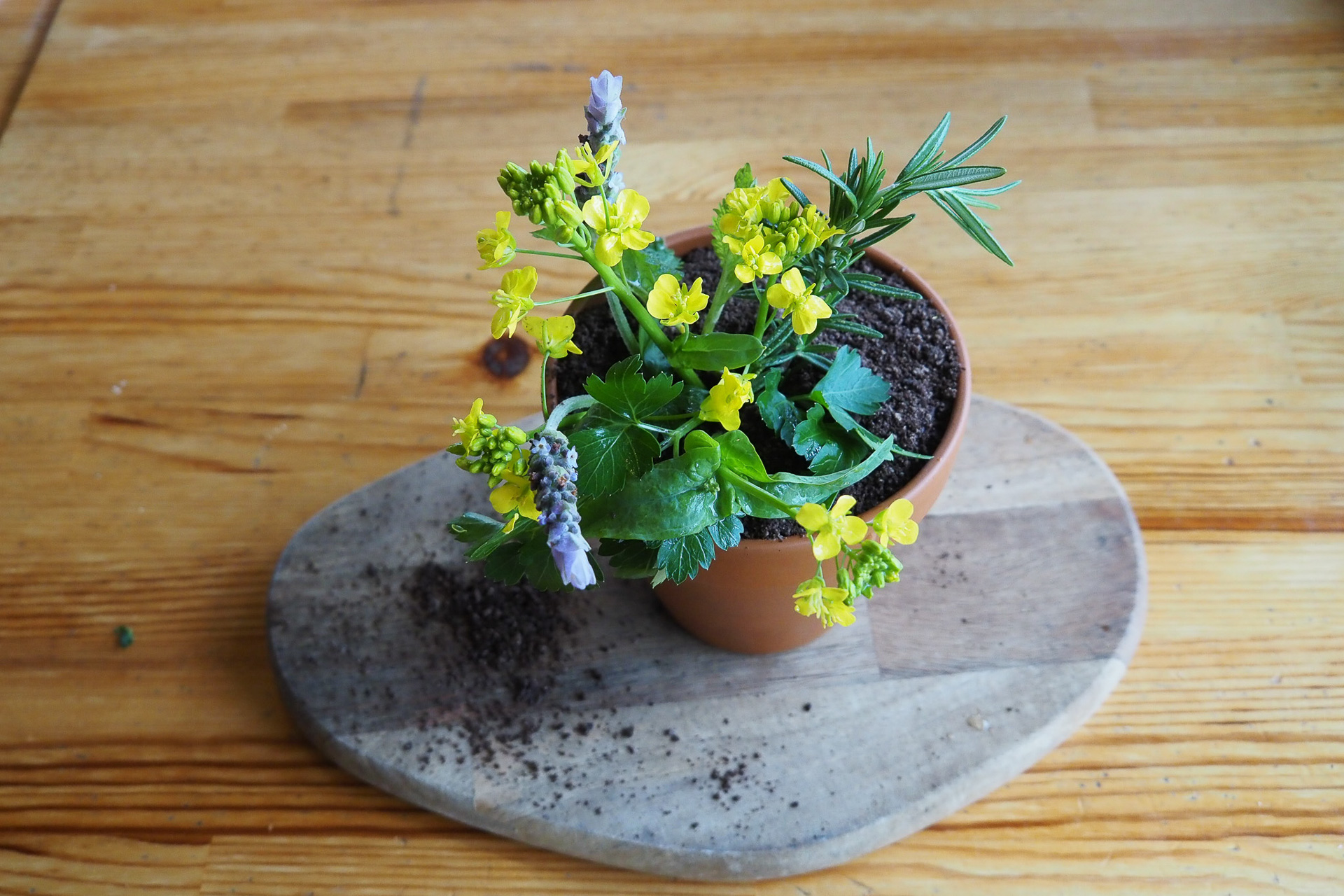 エディブルフラワーなどを飾り、砕いたココアクッキーを土に見立てたパフェ「ハチウエ」は