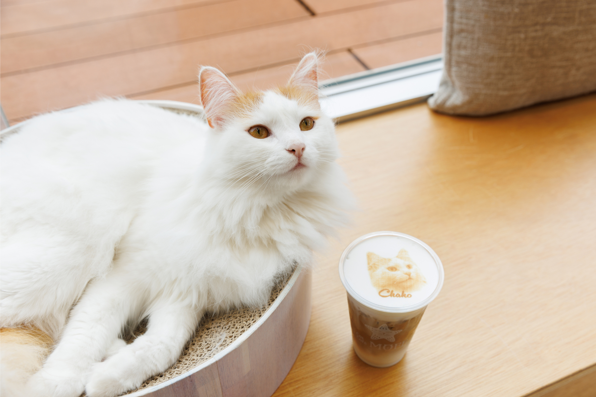 ハワイのアラモアナセンター1階に「Cat Café MOFF（キャットカフェ  モフ）」がオープン