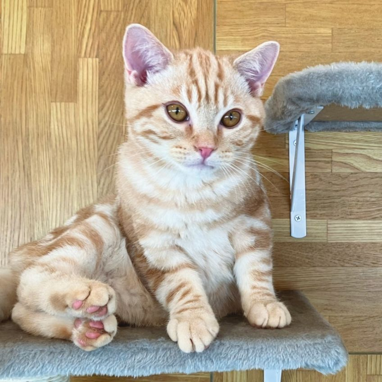 Alani（アメリカンショートヘア）