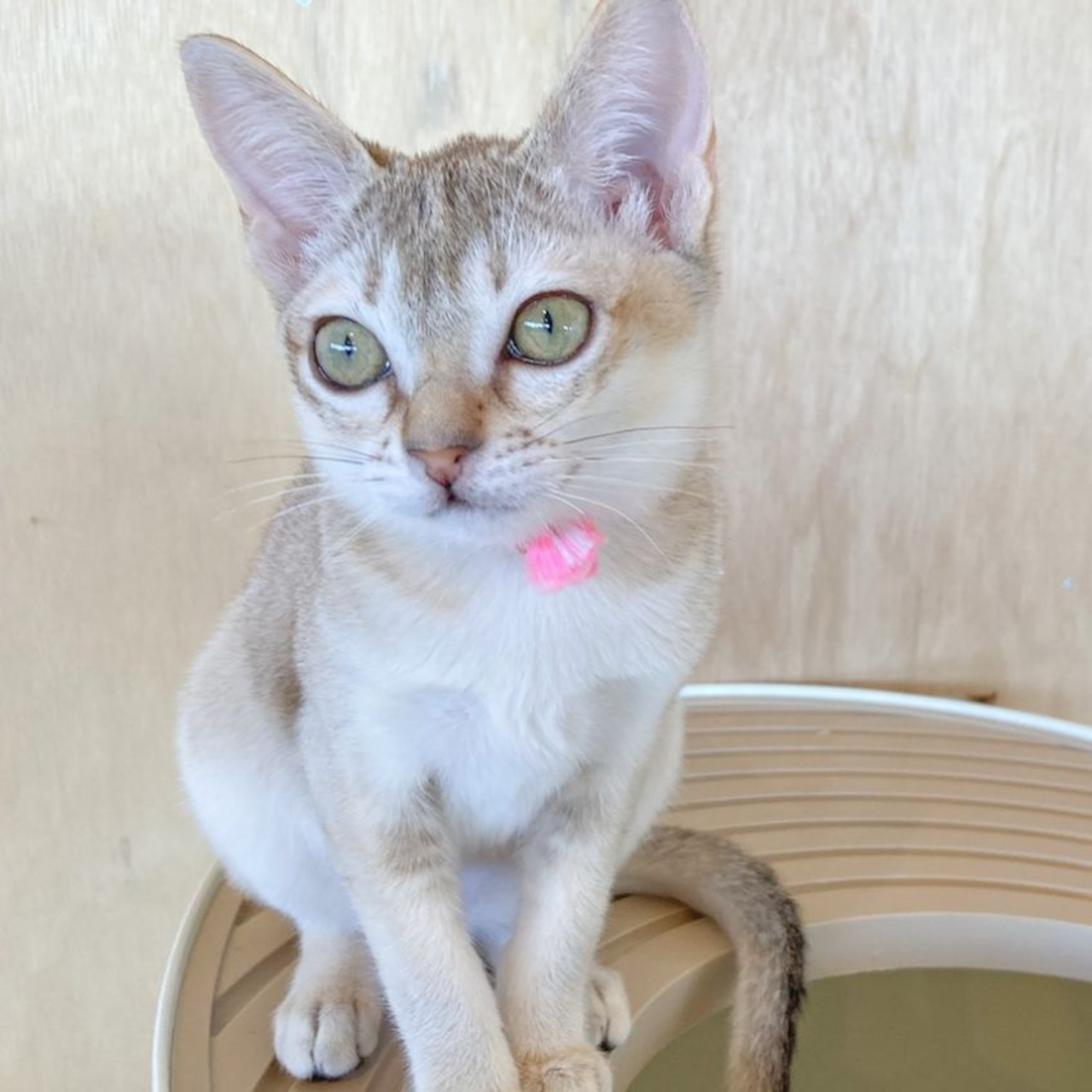 Halia（シンガプーラ）