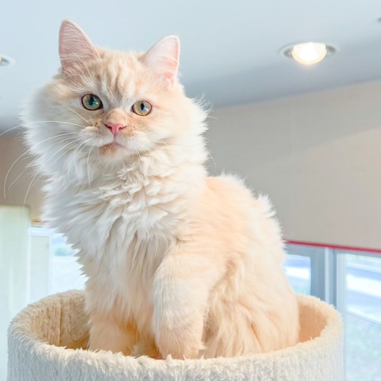 Kupu（ラガマフィン）