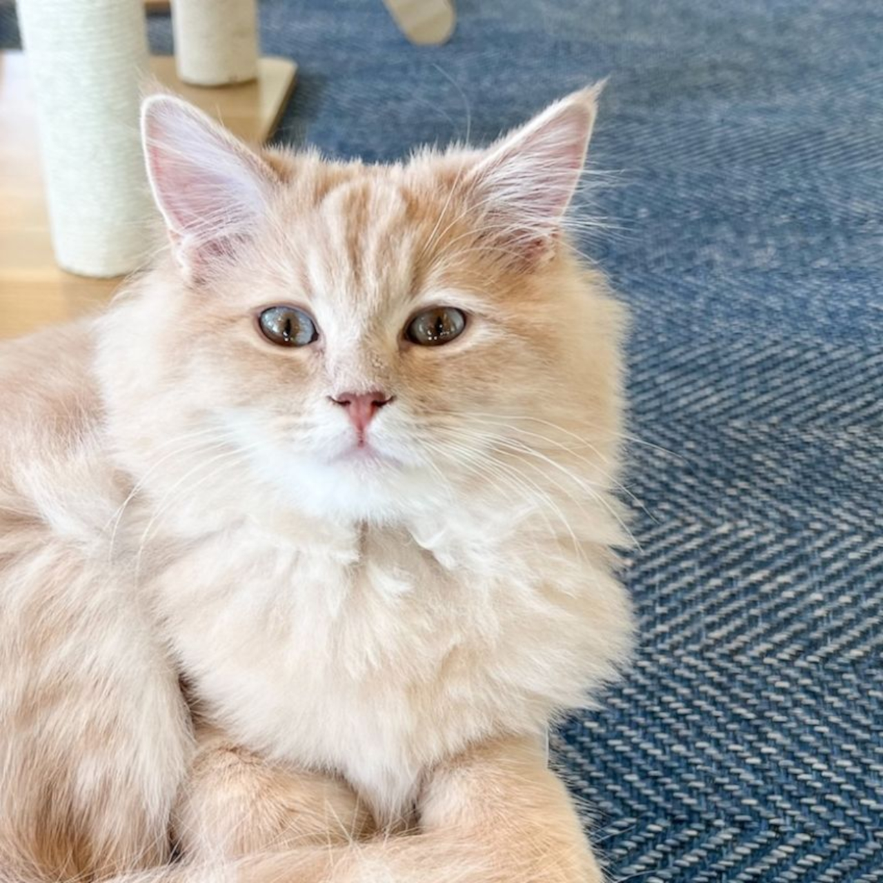 Maoli（サイベリアン）