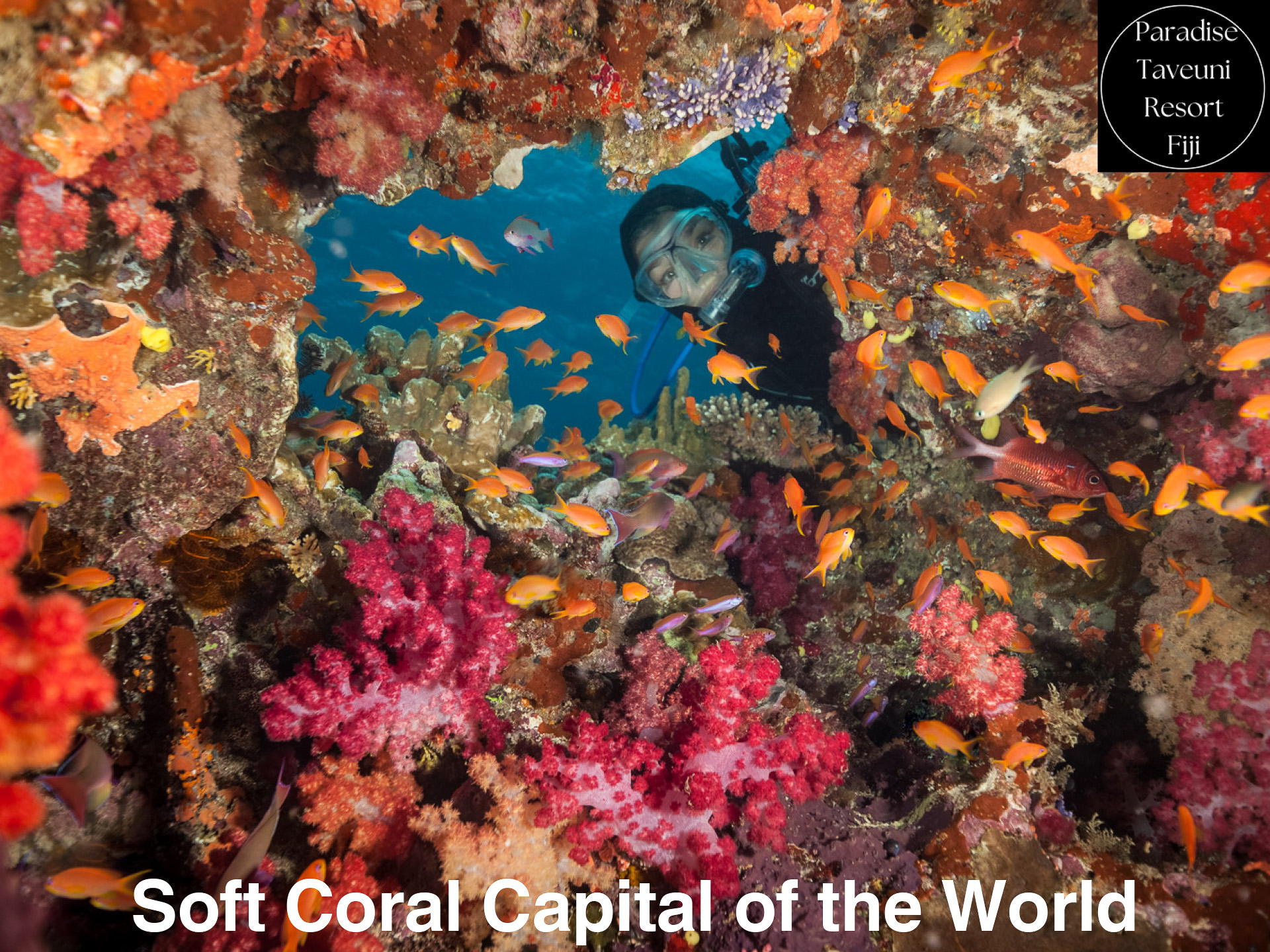 パラダイス・タベウニ・リゾート