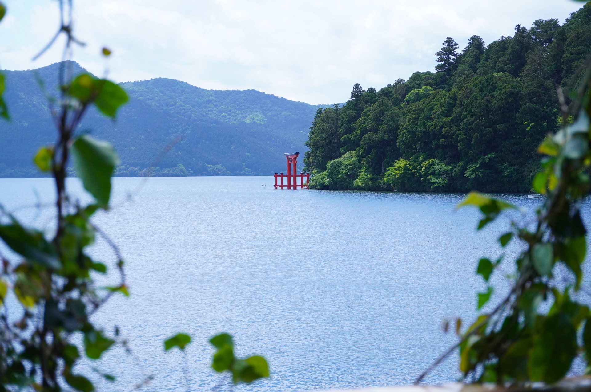 天然ツタの合間から、箱根神社の“平和の鳥居”をのぞく