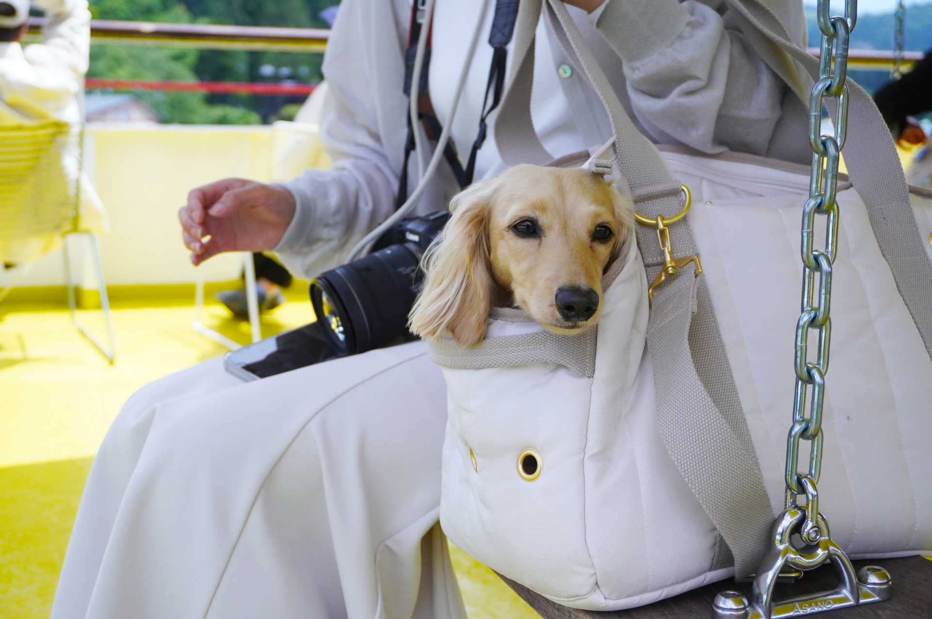 飼い主と一緒に“湖上浴”するワンちゃんも風が気持ちよさそう
