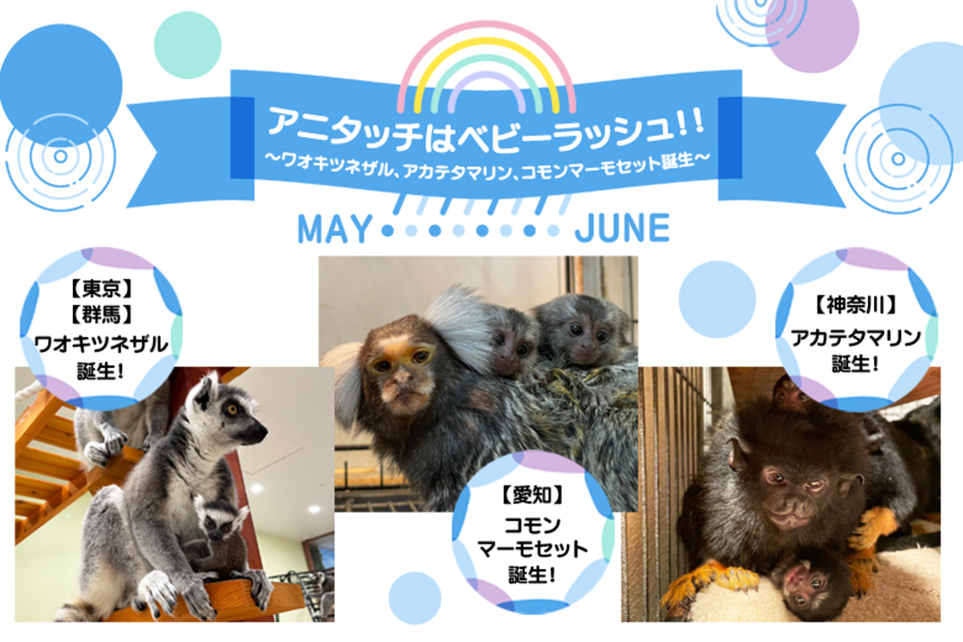 ベビーラッシュを迎えた「アニタッチ」