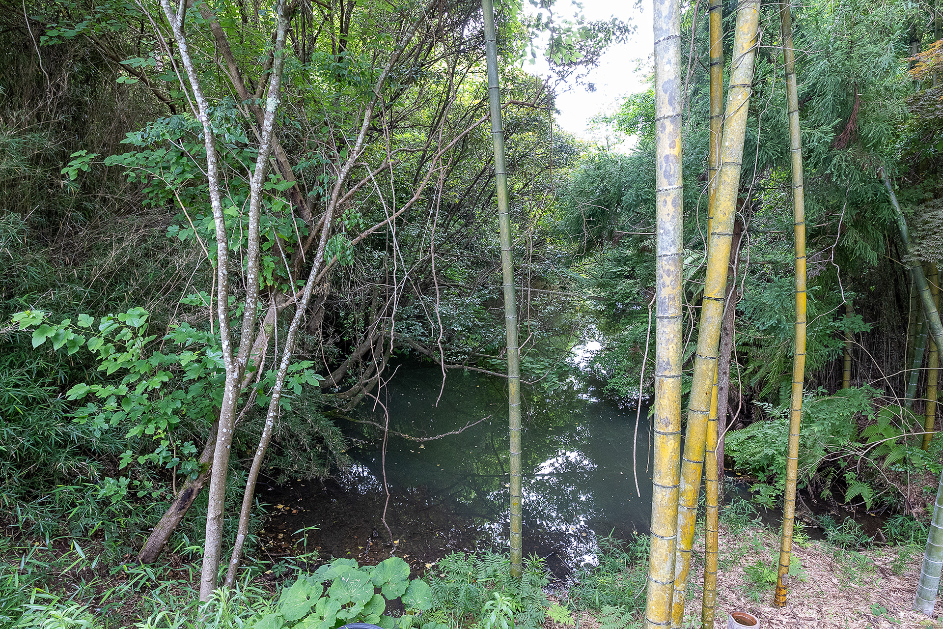 Cサイトの横には農業用水を貯める大きめの池がある。そこそこ広く深さもありそうで、大きなコイが泳いでいるが見えた。危険なので池には近づかないこと