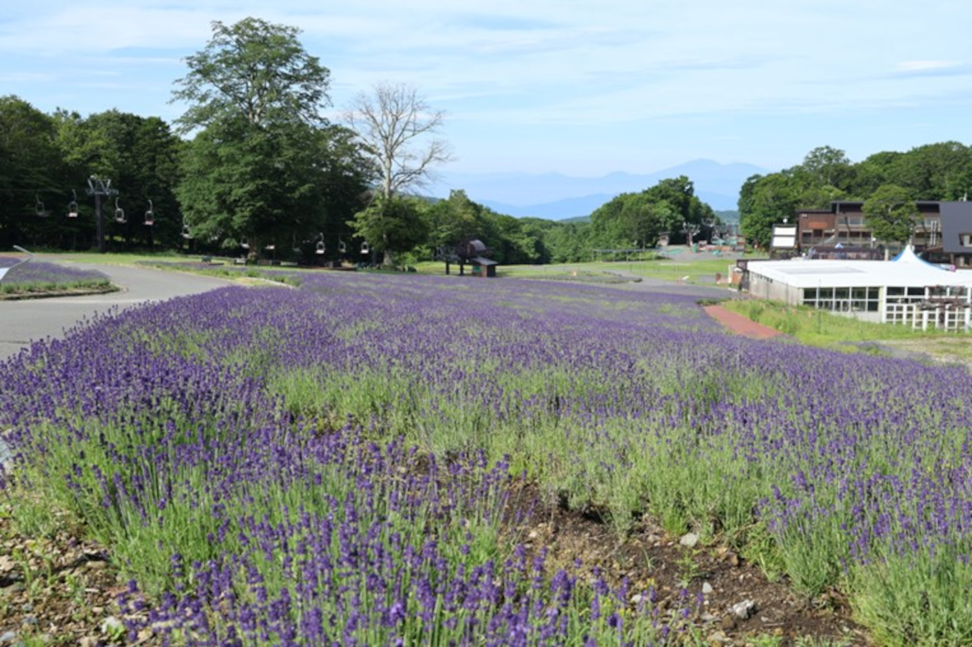 早咲き品種「こいむらさき」約2万株が見ごろ