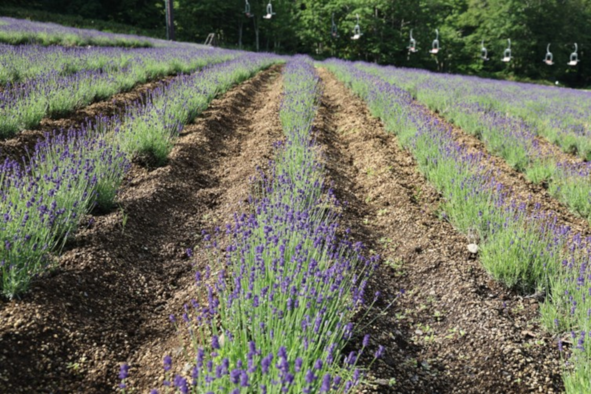 早咲き品種「こいむらさき」約2万株が見ごろ