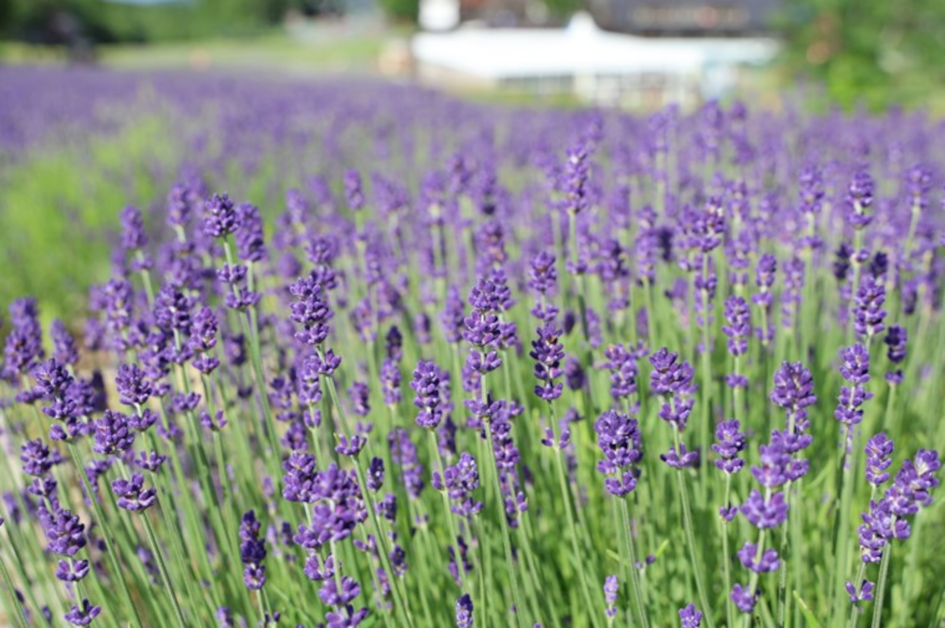 たんばらラベンダーパークで早咲き品種こいむらさきが見ごろ。ピークは夏休み