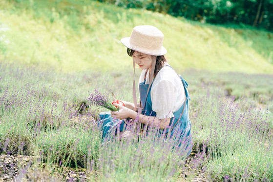 こいむらさきは園内の品種のなかで最も色が濃く、ラベンダーらしい優しい香りでドライフラワーやポプリ、押し花等の加工にも適する