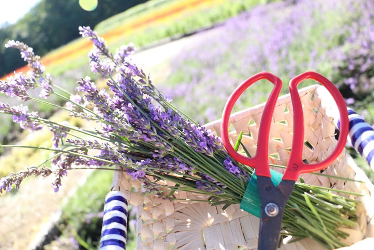 7月13日～8月12日には「ラベンダー摘み取り体験会」を開催