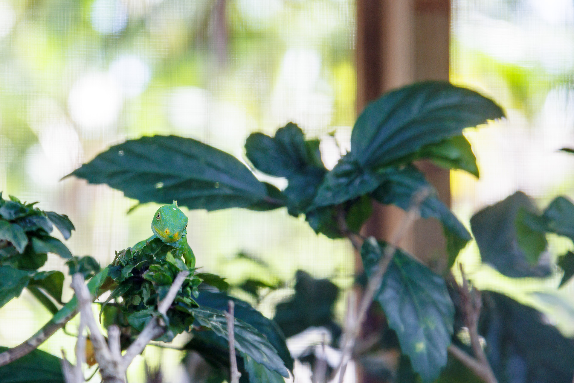 ケージのなかには子供のイグアナがいた