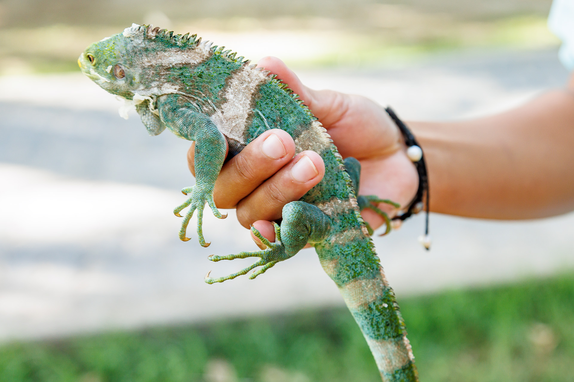 こちらは大人。種類や雌雄は背中のギザギザやカラダの模様で判別できるという