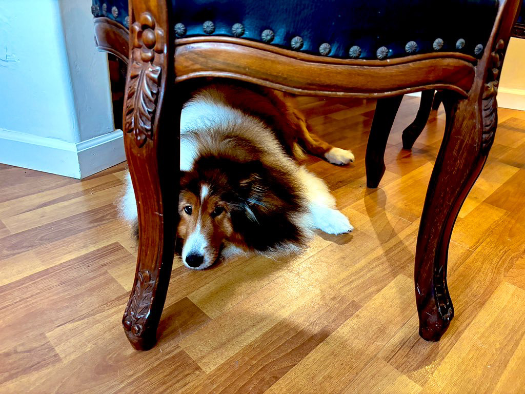 かわい過ぎるワンちゃんがお出迎え