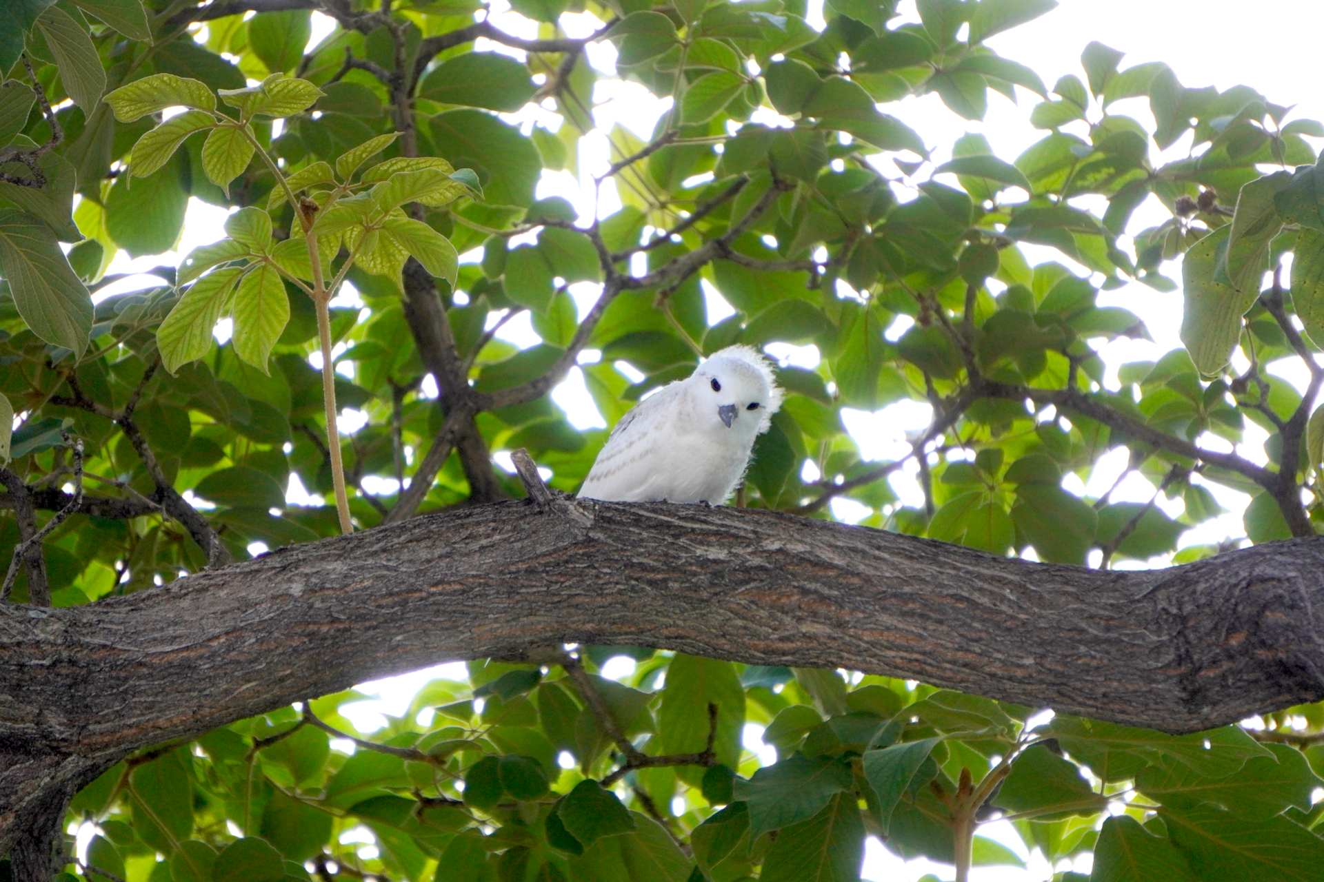 オアフ島の主にホノルル都市部にだけ生息するマヌオクー（英名：ホワイトターン/和名：シロアジサシ）の赤ちゃん。落ちているのを見かけたら連絡できるよう、青い帯で案内もあった