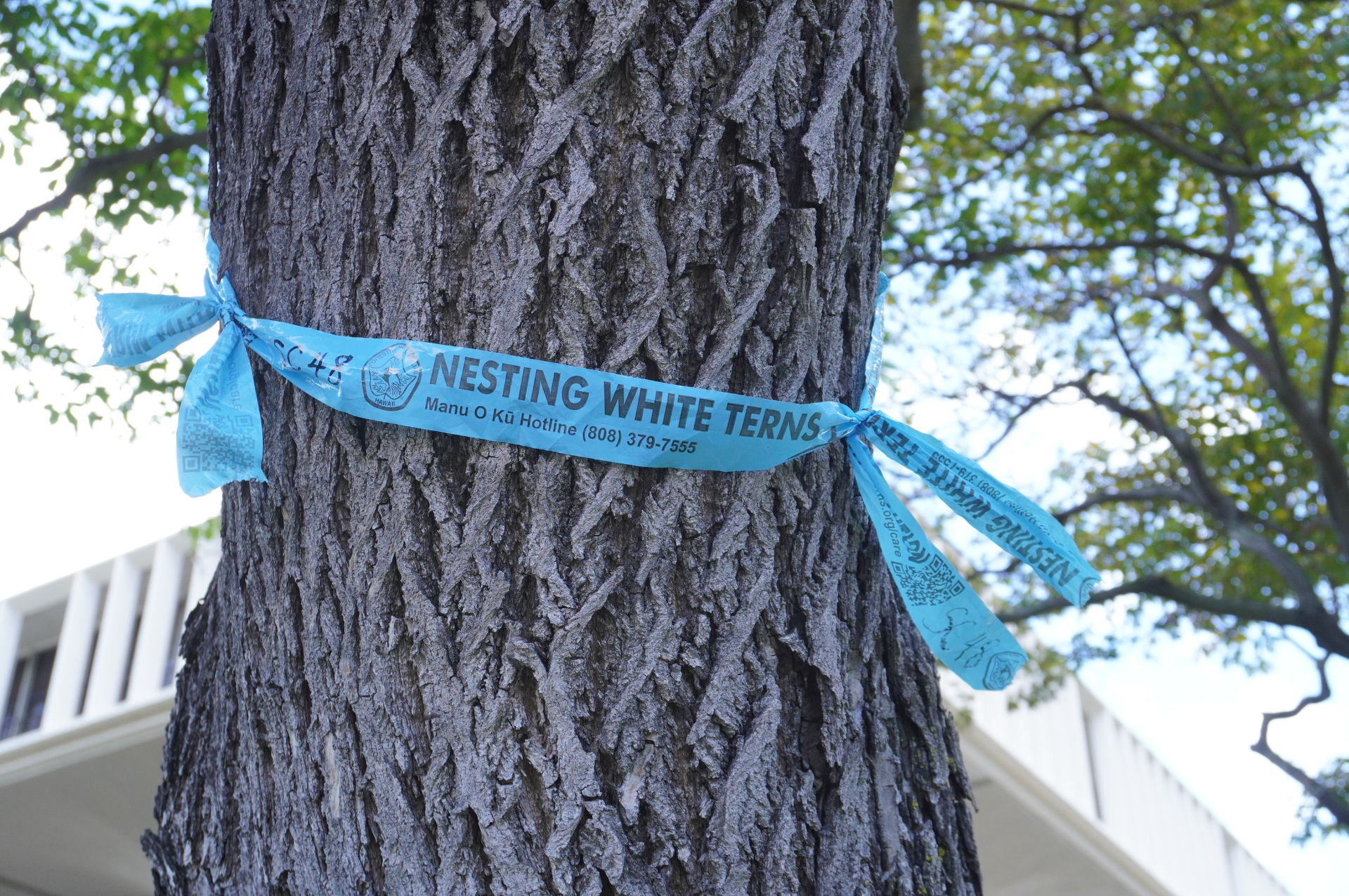 オアフ島の主にホノルル都市部にだけ生息するマヌオクー（英名：ホワイトターン/和名：シロアジサシ）の赤ちゃん。落ちているのを見かけたら連絡できるよう、青い帯で案内もあった