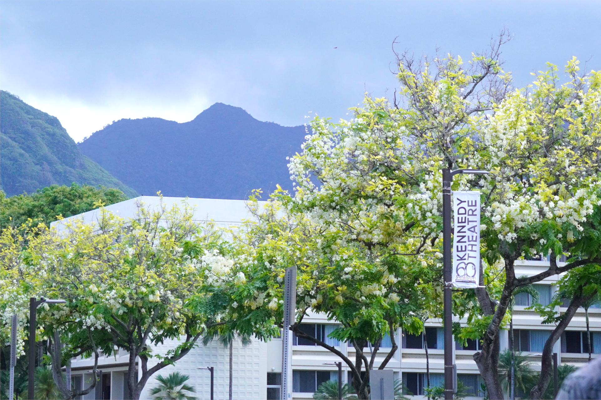 1907年創立の州立大、ハワイ大学マノア校。自然豊かなキャンパスに、農業から宇宙まで幅広い学部が点在する。その広さは東京ドーム26個分！