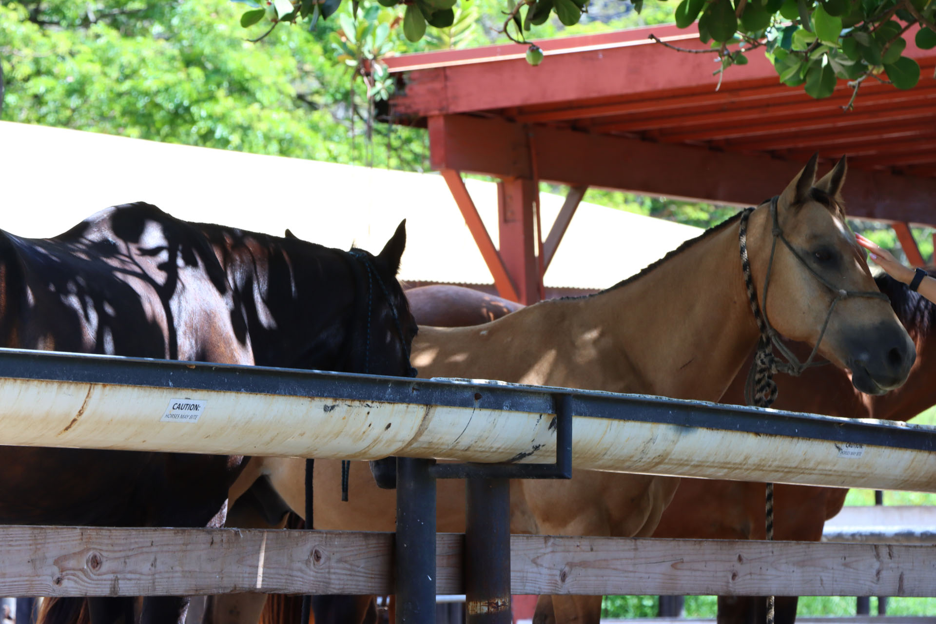 クアロア・ランチの馬