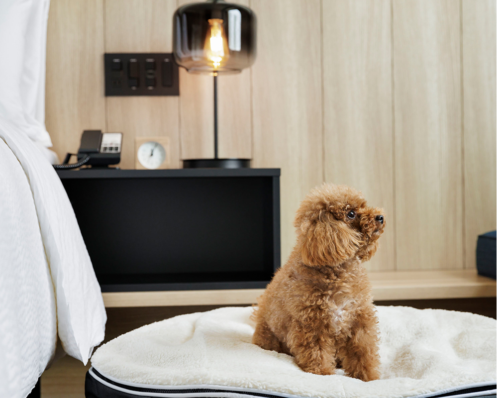愛犬と一緒に宿泊できる「Dog Friendly Room」を販売開始