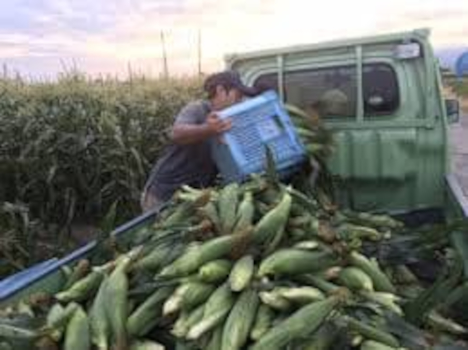 朝採れとうきびトラック市（8月24日9時～10時）