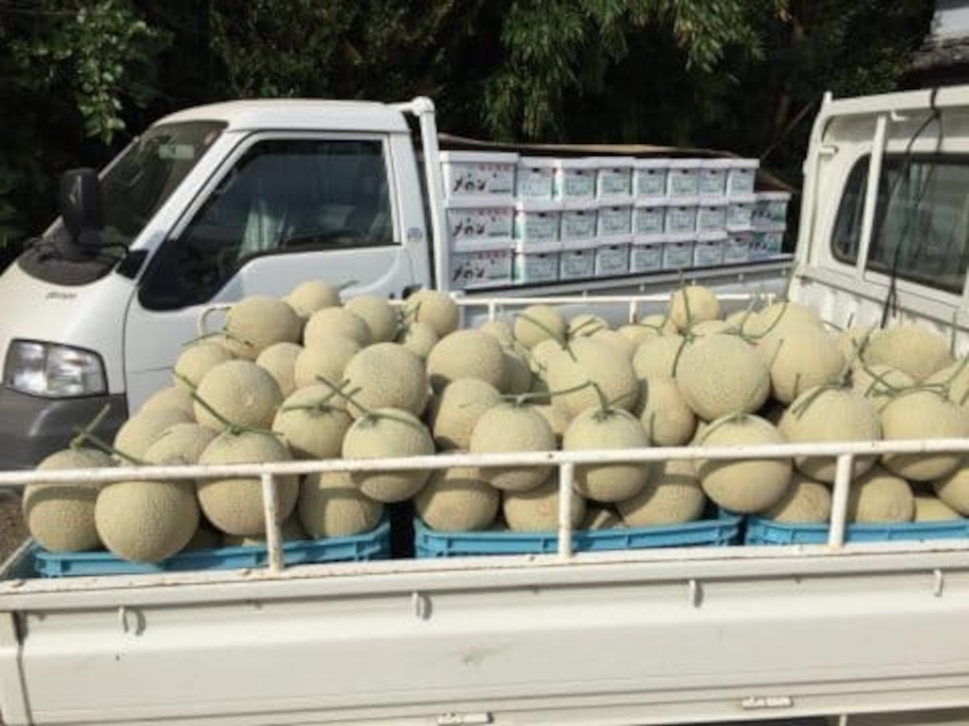 朝採れメロントラック市（8月25日～29日各日9時～10時）